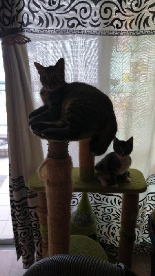 Cat Sitters di Batu 9 Cheras dengan Harga Terbaik oleh PetBacker