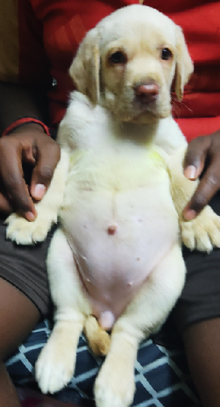 Doggy Daycare in kodungaiyur, Chennai Day Care Pet PetBacker