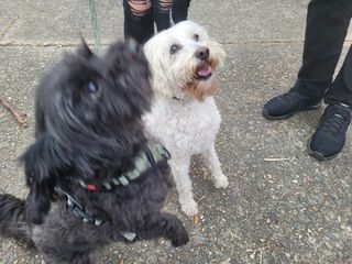 Dog Walking in Forest Lake, Algeste, Forest Lake Don's Walks