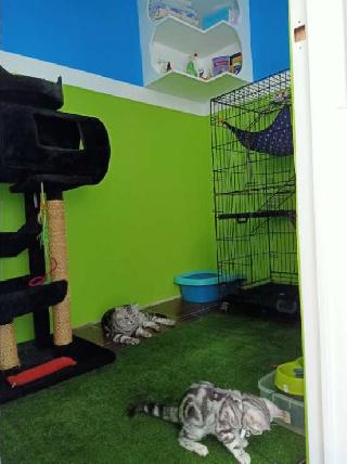 Cat Hotel Home Pet Boarding in Marikina, Marikina Cat Boarding
