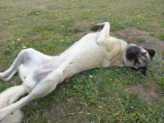 Dog Walking in Strand, Somerset Wes, Cape Town Gordon's Bay