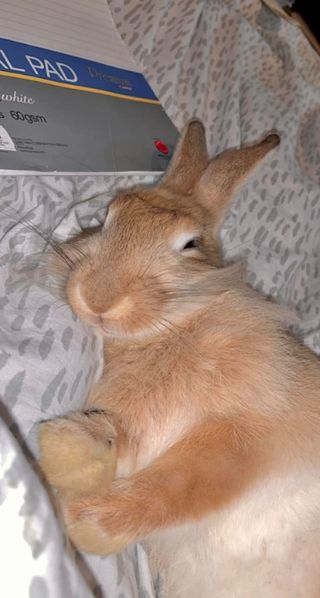 Pet Hotel Home Pet Boarding in Umm AlQuwain, Ajman,, Umm Al Quwain