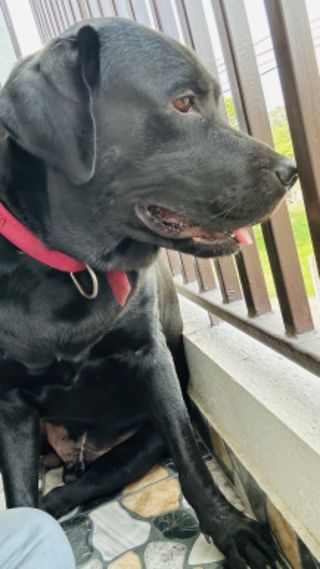 Koyambedu Chennai Local Kennels For Dogs Near Me Pet Hotel Home