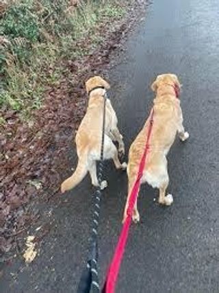 Pet Taxi Transport in Kasba Kolkata Gogo PetBacker West Bengal