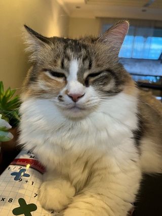 Pet Hotel Home Pet Boarding in Damansara, Petaling Jaya Anita