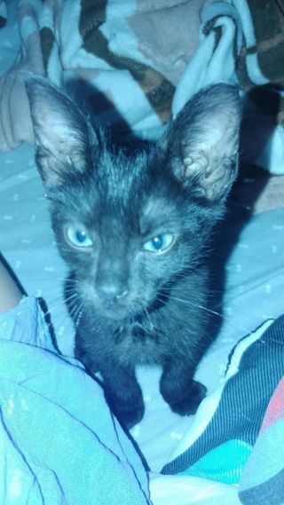 Pet Hotel Home Pet Boarding in MANIZALES COLOMBIA, Manizales