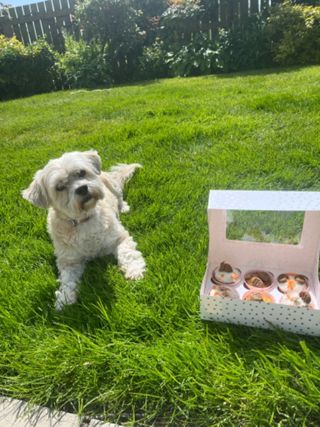 Northern Ireland Good Walks Near Me For Dogs Dog-Friendly