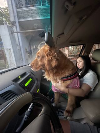 Cebu Dog Charities Near Me Dog Boarding Genesis Veterinary