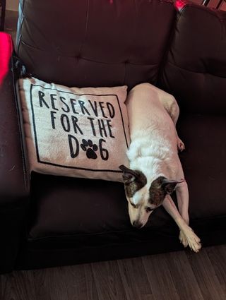 Pet Boarding in Centennial hills, no, Las Vegas Thepack Boarding