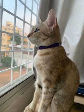 Tanya, Pet Boarder in Hebbal Kempapura