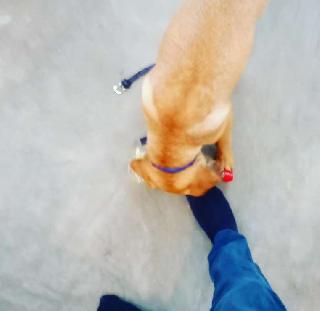 Pet Training in Burari, New Delhi Military Training Rgb