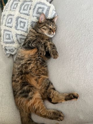 Cats, Pet Boarder in England