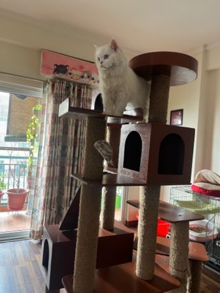 Pet Hotel Home Pet Boarding in Noida, NCR, Delhi, G, New Delhi