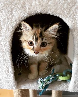 Pet Hotel Home Pet Boarding in Bangsar South, Bangs, KL Laura's