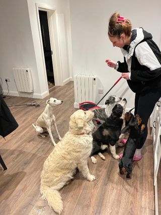 Boarding Dogs Fetch Doggy Daycare Pet Hotel Home Pet Boarding In