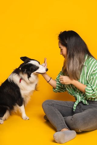 Pet Hotel Home Pet Boarding in TTDI, Taman Tun Dr I, KL Premium