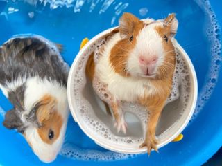 Pet Boarding Guinea Pig Holiday Boarding Near Me Pet Sitter In