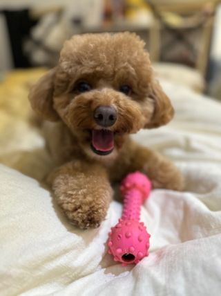 Pet Hotel Home Pet Boarding in Yishun 😻🐶🐹Evy è Pet Caregiver