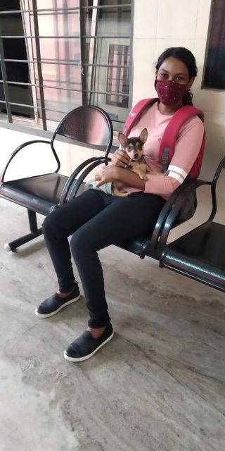 Kochi Professional Cat Sitters Near Me Pet Sitter In Bolgatty