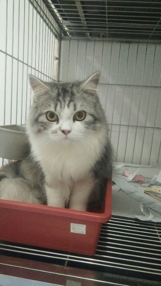 Pet Hotel Home Pet Boarding in Metrocity, Kuching, Kuching