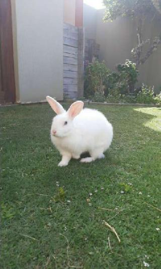 Clara, Pet Walker in Pretoria