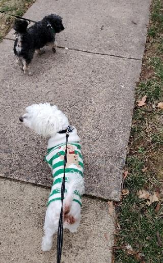 leucillin spray for dogs ears