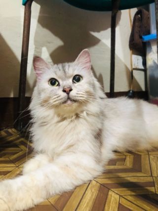 Kim, Pet Boarder in Quezon City