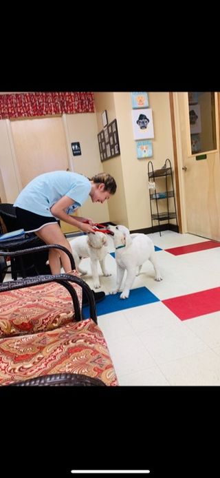 Dog Walking in Ohio or Kentucky (Ci, Cincinnati Anna's Dog