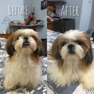 sarcoptic mange early signs