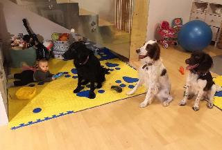 top rated dog boarding