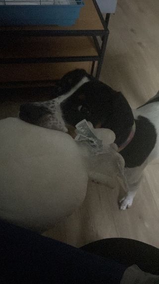 Sero, Pet Boarder in 伊莉莎白城7区