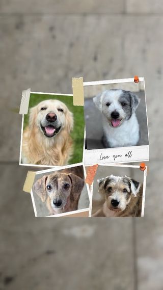 Pet Hotel Home Pet Boarding in Interville Subdivisi, Quezon City