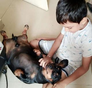 Second Home Boarding Dog Boarding In My Area Pet Hotel Home Pet