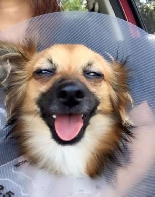 boarding and grooming near me