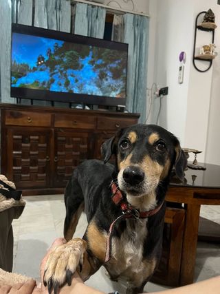 Devanshi, Pet Boarder in Pune
