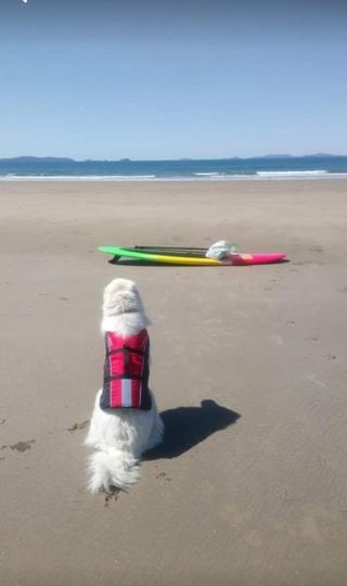 Pet Boarding in Babinda Babinda Babinda Pet Boarding