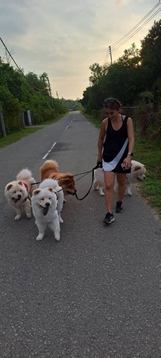 Pet Hotel Home Pet Boarding in Kota kinabalu, Papar, Papar Moco