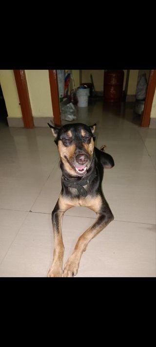 Dog Walking in Mogappair, Anna Naga, Chennai FURRY PAW'S Pet