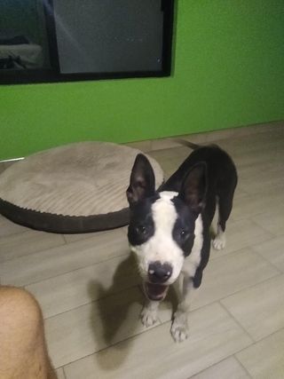 Pet Hotel Home Pet Boarding in Bucerias, Bucerías Bucerías In