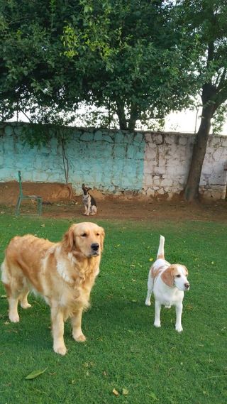 Pet Hotel Home Pet Boarding in Barks and Meows, Gwa, Gurugram
