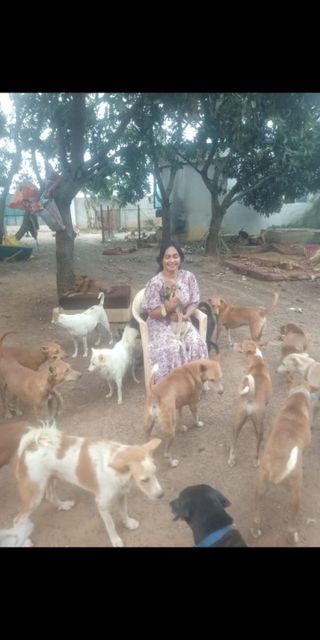 Tamil Nadu Stray Dog Rescue Near Me Pet Hotel Home Pet Boarding In