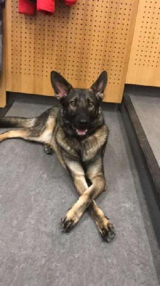 dougals doggy daycare