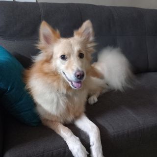 Pet Sitter in nd main road sekaran, Chennai Nova Pet Sitting