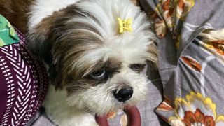 Aishwarya, Pet Boarder in Varthur