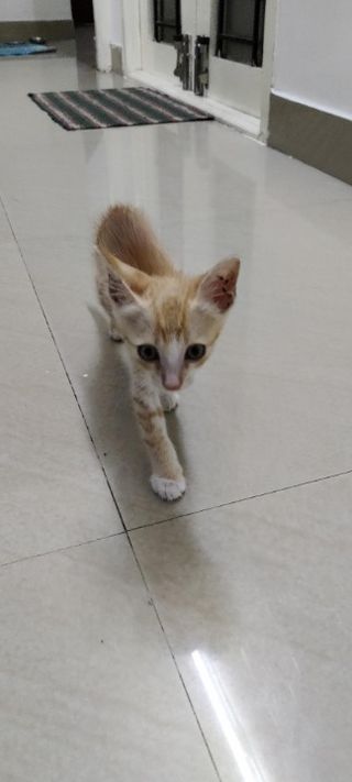 Pet Hotel Home Pet Boarding in Zamin Pallavaram, Chennai G&S Cat