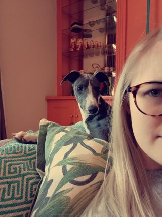 Gauteng Dog Friendly Accommodation Near Me Pet Sitter In Midrand