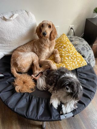 Pet Daycare in Palmetto Bay Palmetto Bay Marcela Pet Lover