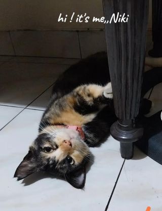 Pet Daycare in Blok KC 22, Kabupaten Bogor Santi Cat Boarding