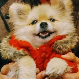 Dog, Cat Grooming in downtown Montreal, Montreal Foxy And