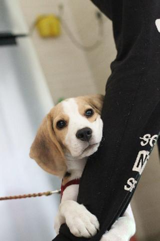 Cat Grooming Services Walk In Dog Grooming Near Me Pet Grooming In